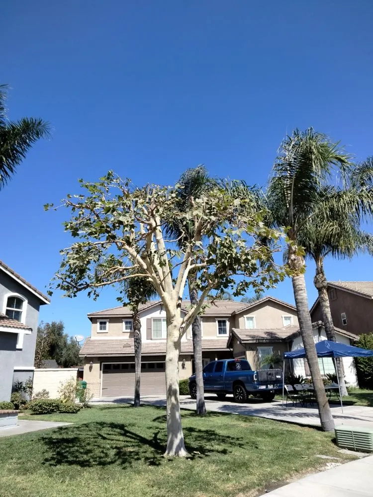 Top-rated lawn mowing service for outdoor upgrades across Corona, CA - Original Mejia Landscaping