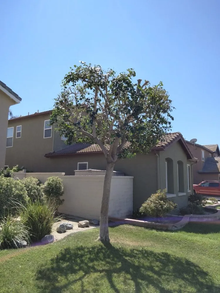 Expert outdoor landscaping for beautiful yards across Corona, CA - Original Mejia Landscaping