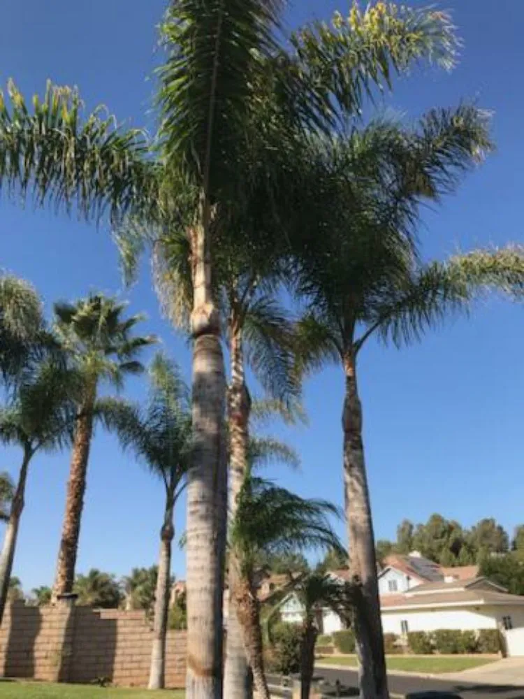 Local outdoor landscaping experts serving Corona, CA - Original Mejia Landscaping