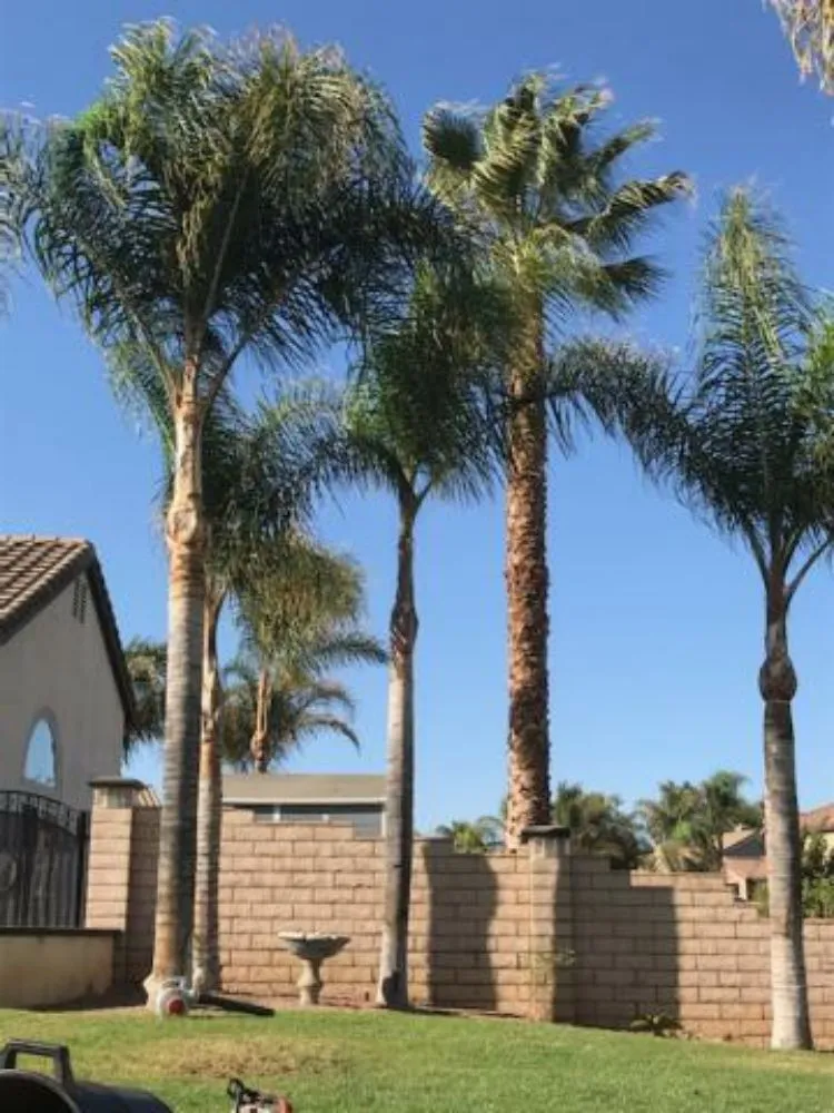 Affordable landscape design experts serving Corona, CA - Original Mejia Landscaping