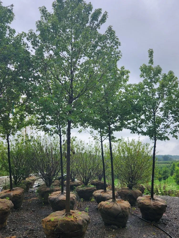 Trusted lawn care service for beautiful yards in Wadsworth, IL by Original Tony's Landscaping & Firewood