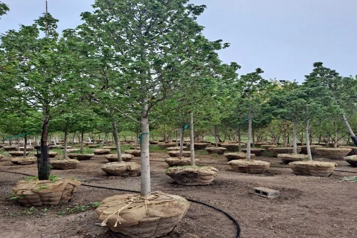 Top-rated landscape installation for year-round maintenance across Wadsworth, IL - Original Tony's Landscaping & Firewood