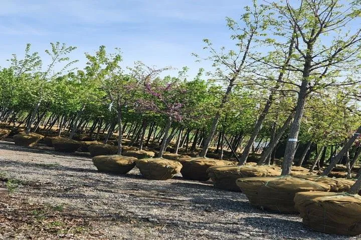 Local yard cleanup service in Wadsworth, IL - Original Tony's Landscaping & Firewood