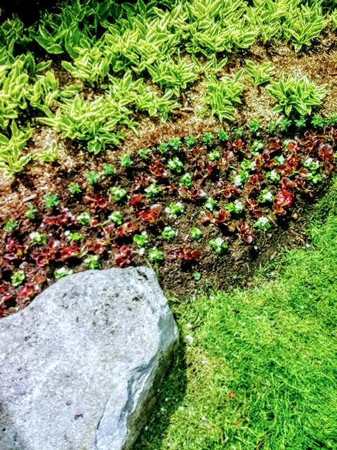 Expert lawn care service in Orion Township, MI - Orion Lawn