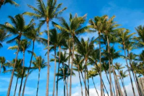 Professional lawn care service in Stuart, FL by Orlando Landscape Inc and Tree Service