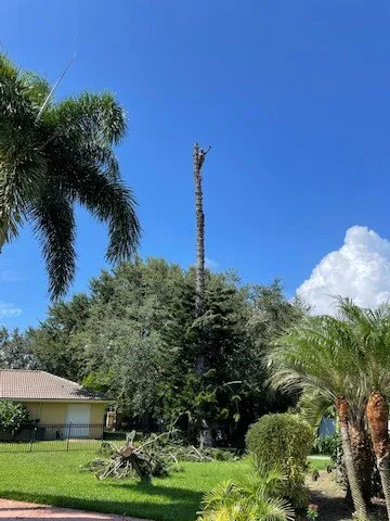 Trusted yard cleanup service in Stuart, FL by Orlando Landscape Inc and Tree Service