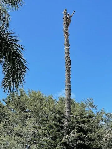 Custom yard cleanup service experts serving Stuart, FL - Orlando Landscape Inc and Tree Service