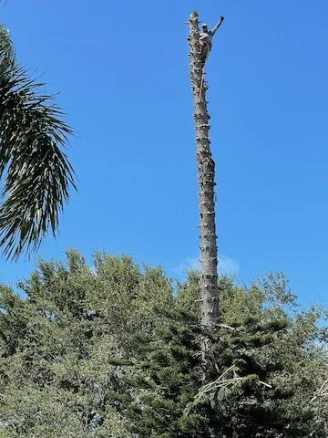 Top-rated landscape design for beautiful yards across Stuart, FL - Orlando Landscape Inc and Tree Service