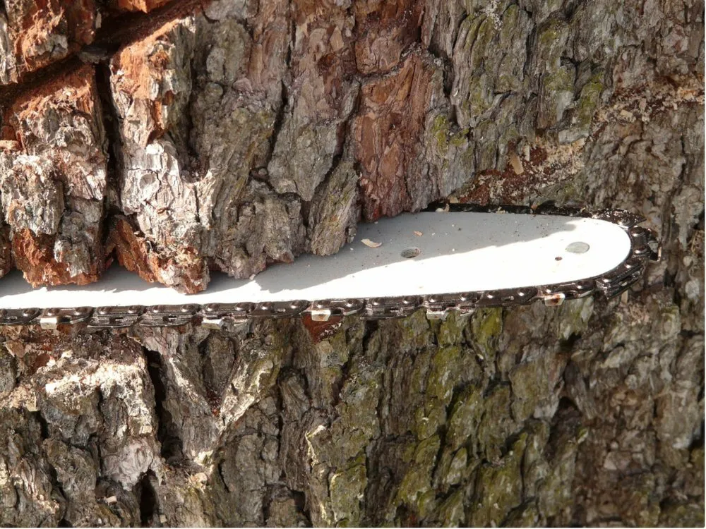 Reliable lawn care service experts serving Stuart, FL - Orlando Landscape Inc and Tree Service