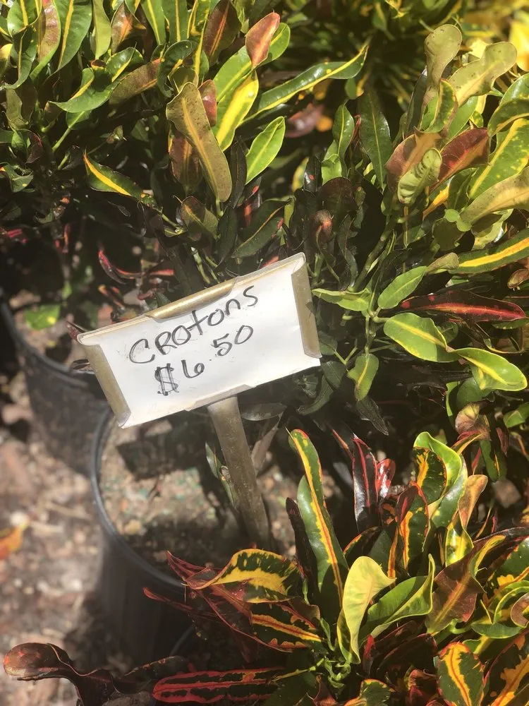 Local lawn care service for year-round maintenance in Apopka, FL by Orlando Outdoors