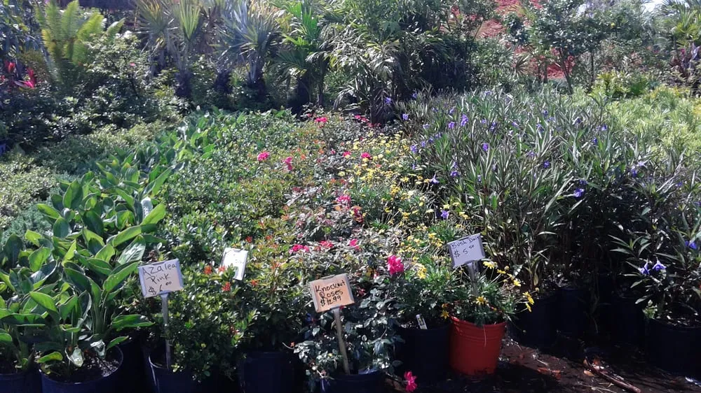 Reliable lawn care service in Apopka, FL by Orlando Outdoors