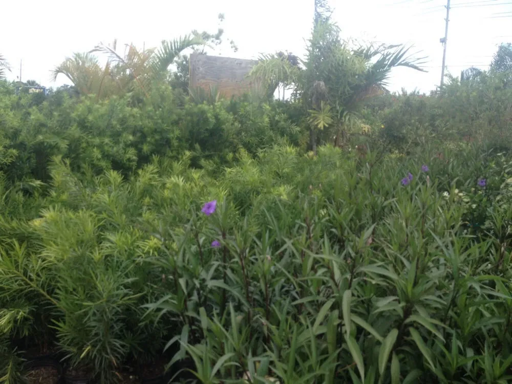 Reliable yard maintenance for beautiful yards in Apopka, FL by Orlando Outdoors