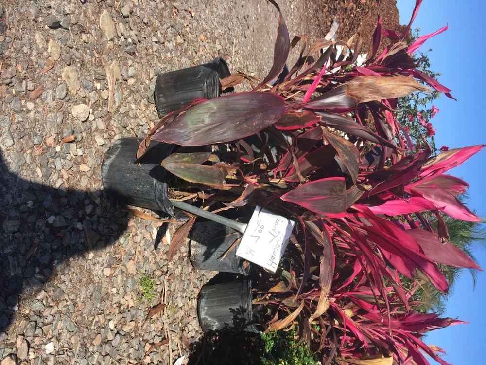 Trusted yard cleanup service for beautiful yards in Apopka, FL by Orlando Outdoors