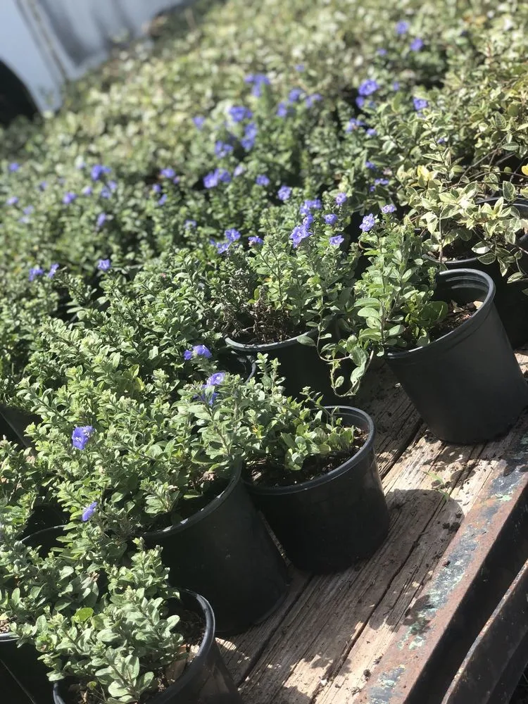 Reliable residential landscaping in Apopka, FL by Orlando Outdoors