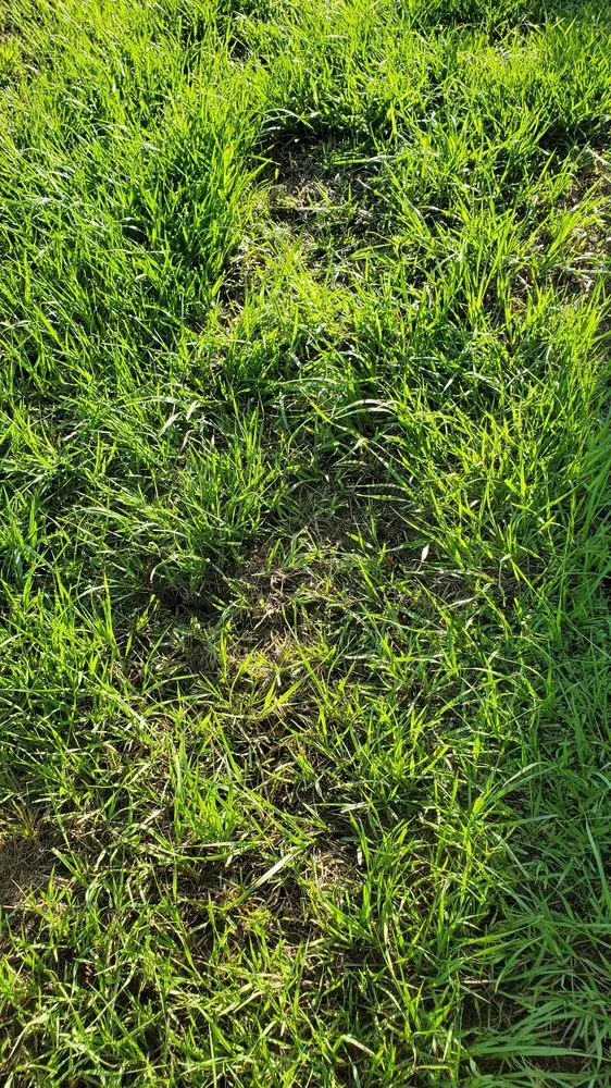 Local garden landscaping for homes across Orlando, FL - Orlando Sod Install