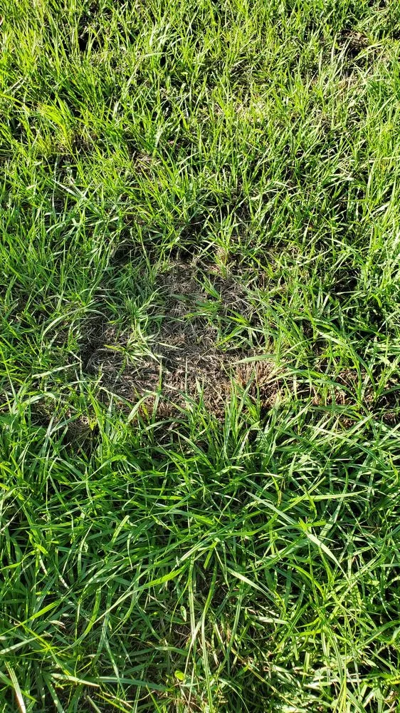 Custom yard cleanup service in Orlando, FL by Orlando Sod Install