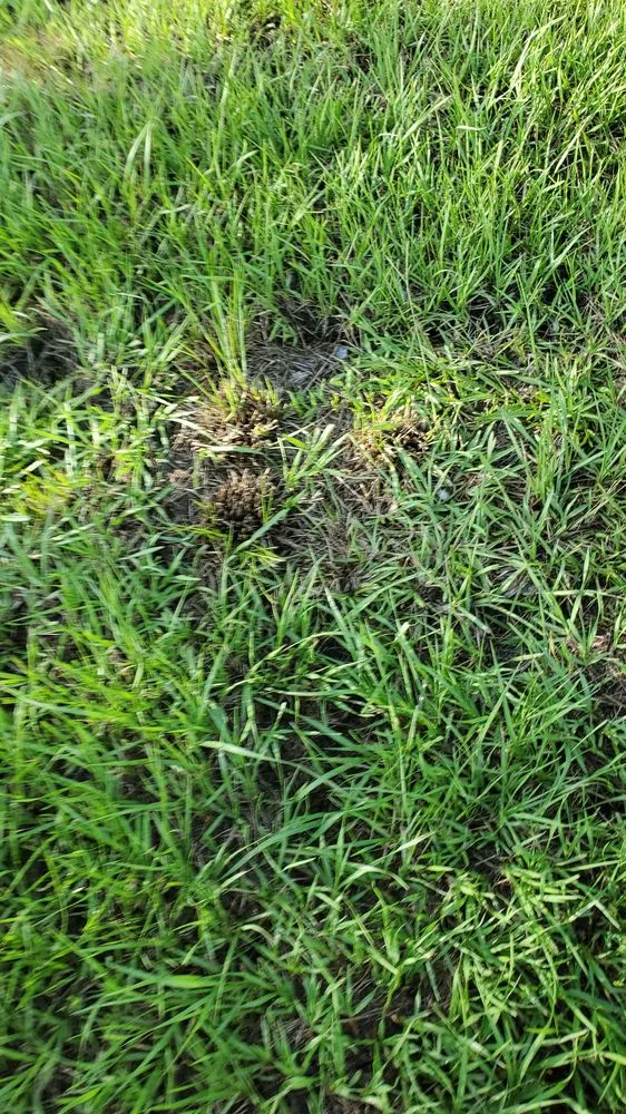 Expert landscape design for year-round maintenance across Orlando, FL - Orlando Sod Install