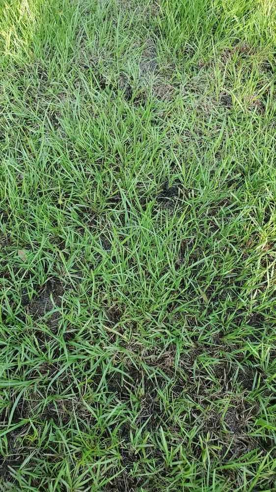 Affordable yard maintenance in Orlando, FL by Orlando Sod Install