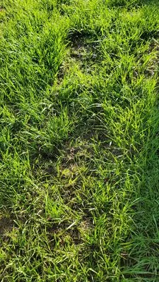 Orlando Sod Install Logo