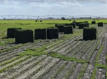 Local garden landscaping in Orlando, FL by Orlando Sod Sales