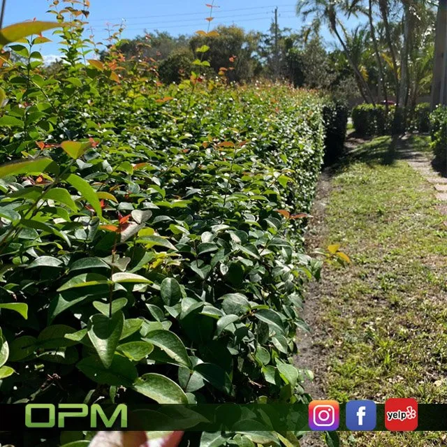 Custom landscaping services with custom design in Sunrise, FL by Orlandos Professional Maintenance