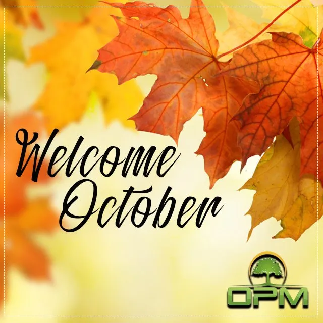 Reliable garden landscaping for year-round maintenance in Sunrise, FL by Orlandos Professional Maintenance