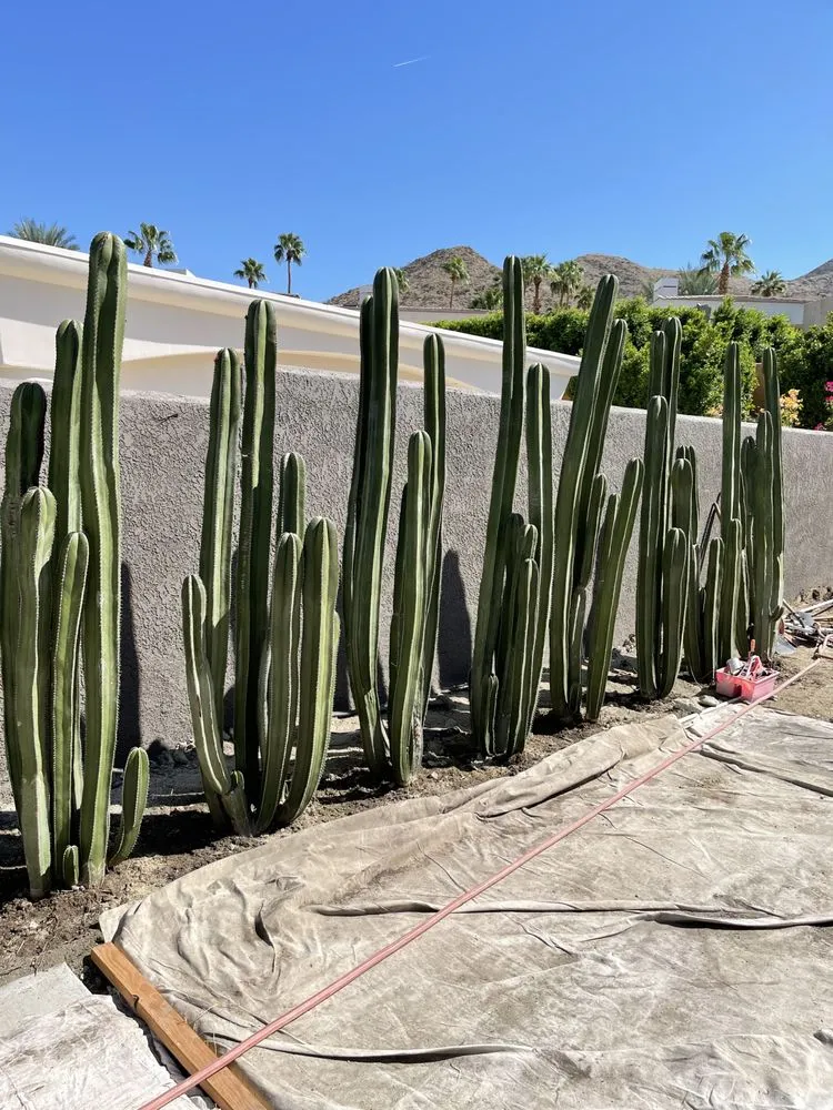 Reliable yard cleanup service in North Palm Springs, CA by Oro Desert Spartan Tree & Landscape Turf Service