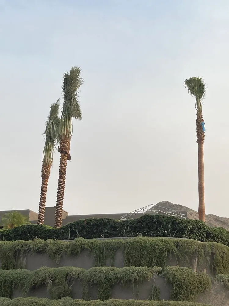 Custom yard cleanup service for residential properties in North Palm Springs, CA by Oro Desert Spartan Tree & Landscape Turf Service