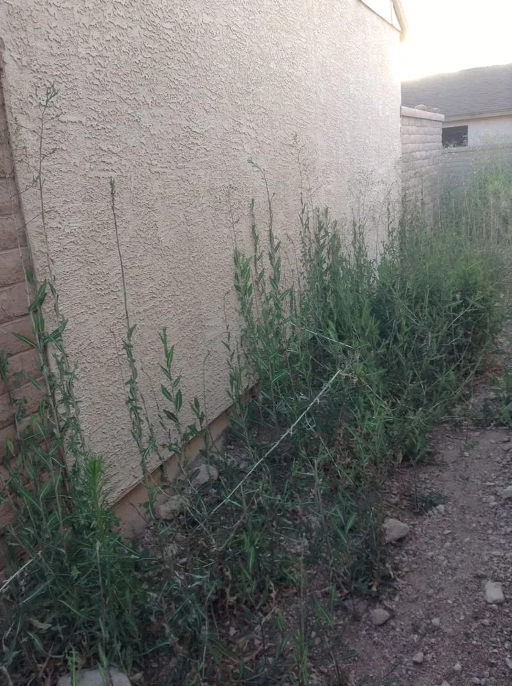 Reliable garden landscaping for year-round maintenance across Tucson, AZ - Oro Valley Landscape