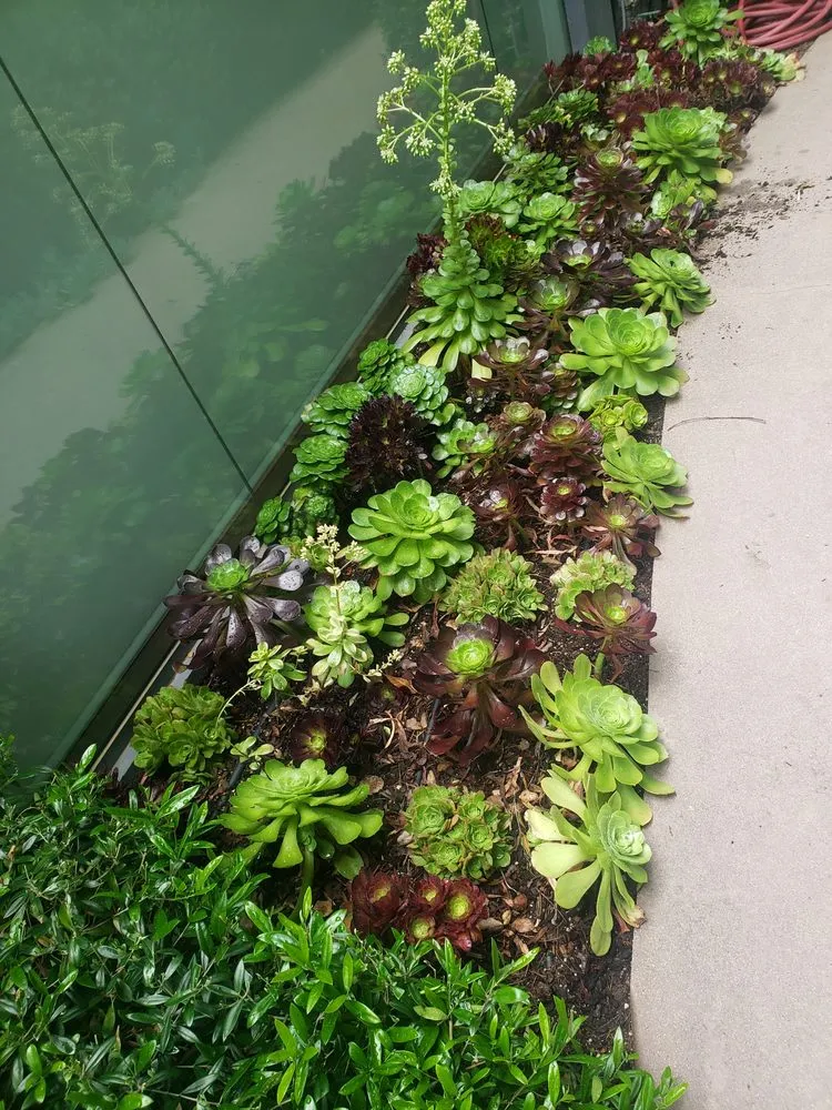Trusted lawn care service in Culver City, CA by Oropeza's Landscaping