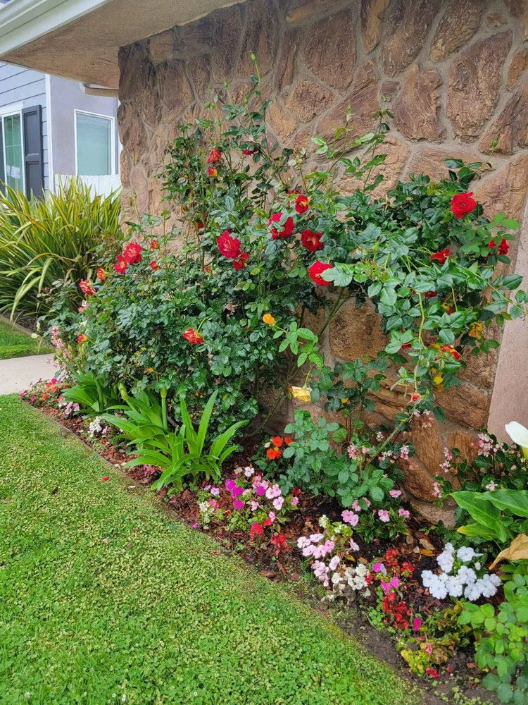 Affordable garden landscaping for year-round maintenance in Culver City, CA by Oropeza's Landscaping