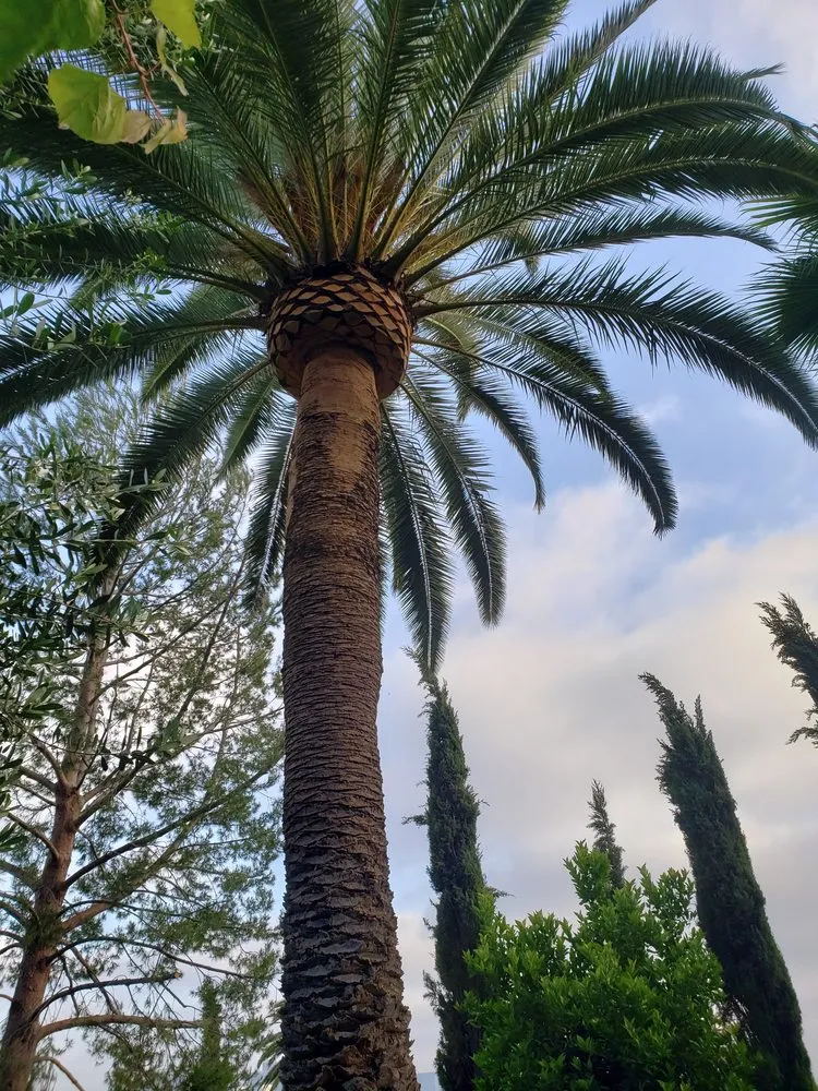Top-rated yard cleanup service in Culver City, CA by Oropeza's Landscaping