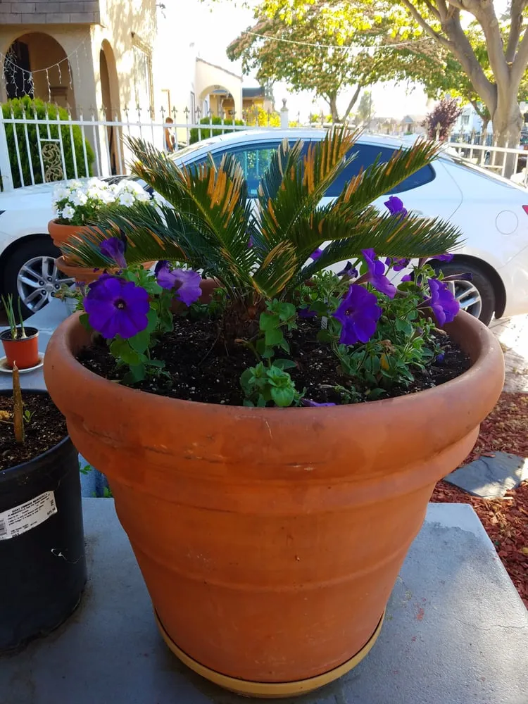 Affordable outdoor landscaping experts serving Oakland, CA - Orozco Garden