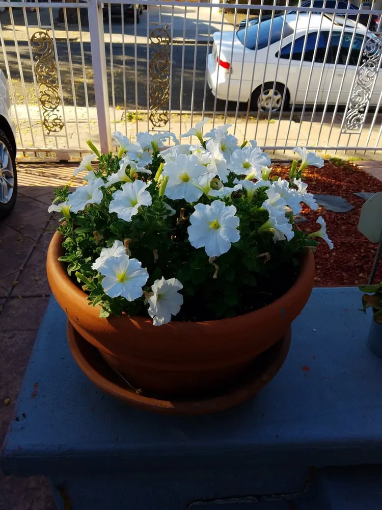 Affordable residential landscaping for year-round maintenance in Oakland, CA by Orozco Garden