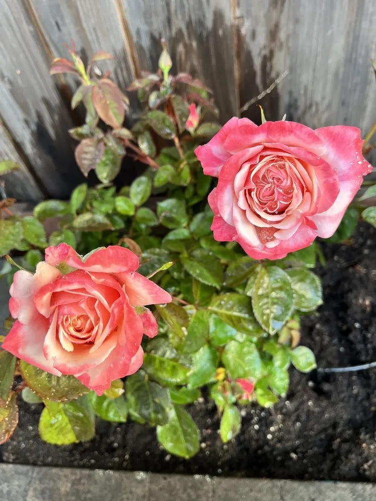 Top-rated garden landscaping in Redwood City, CA by Orozco Gardening Service