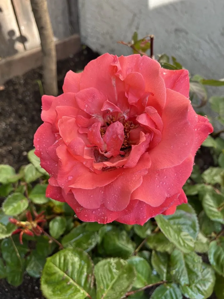 Affordable residential landscaping in Redwood City, CA - Orozco Gardening Service