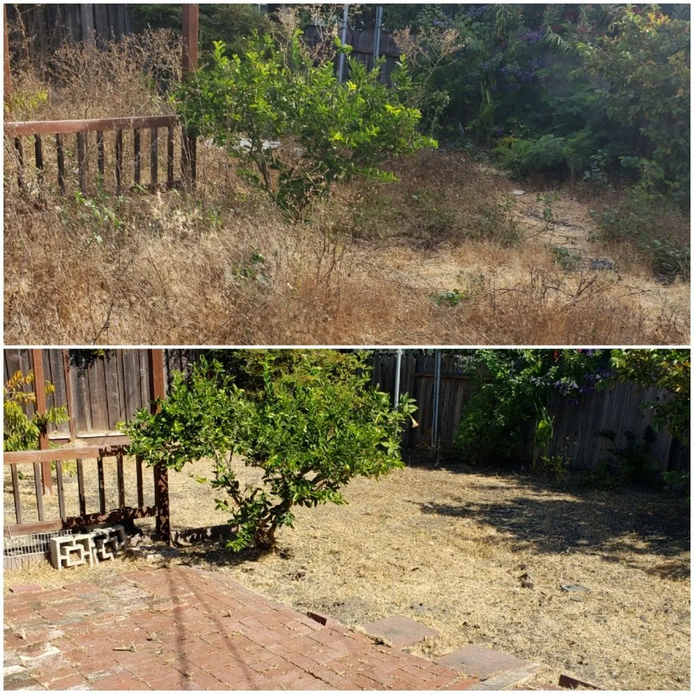 Affordable lawn care service for year-round maintenance in Redwood City, CA by Orozco Gardening Service