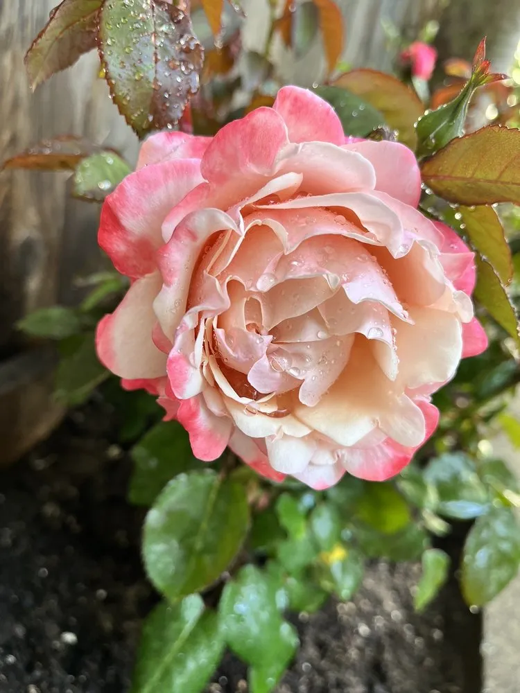 Trusted lawn mowing service in Redwood City, CA by Orozco Gardening Service