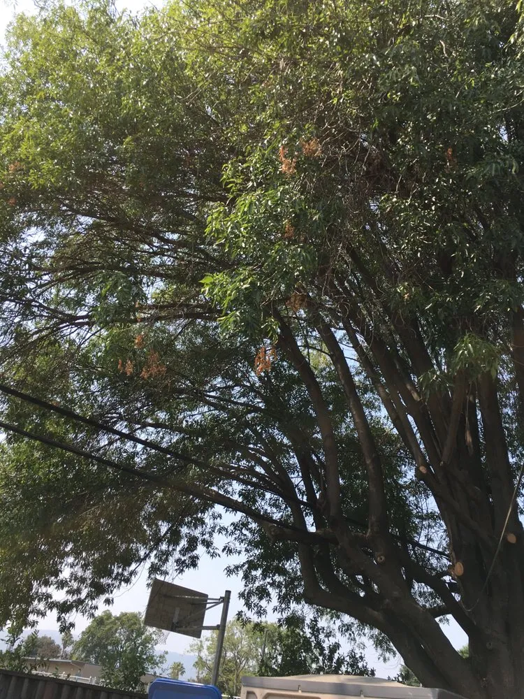 Expert landscape installation in San Jose, CA - Orozco Landscape Design