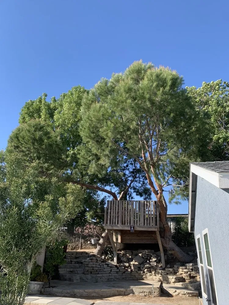 Custom yard cleanup service in Santa Ana, CA by Orozco Special Landscape & Tree Service