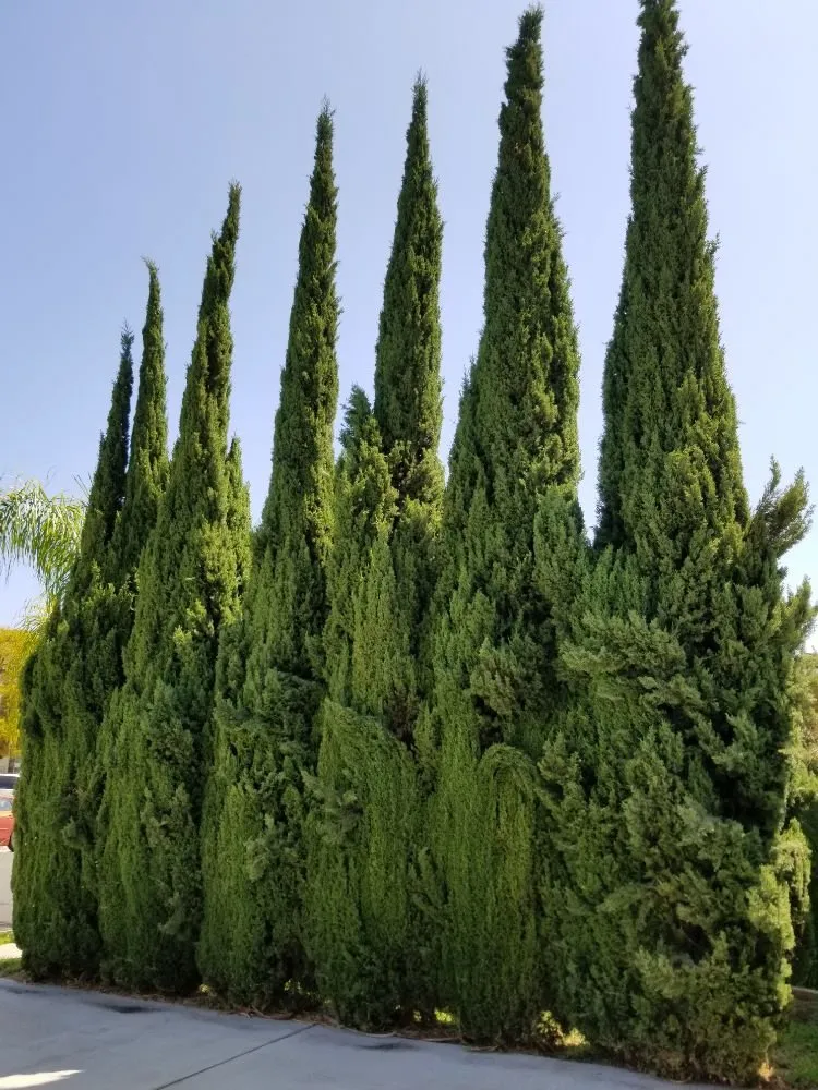 Trusted residential landscaping for homes across Santa Ana, CA - Orozco Special Landscape & Tree Service