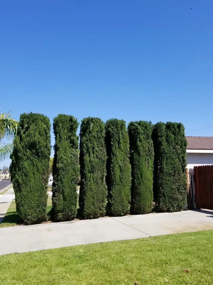 Expert residential landscaping in Santa Ana, CA - Orozco Special Landscape & Tree Service