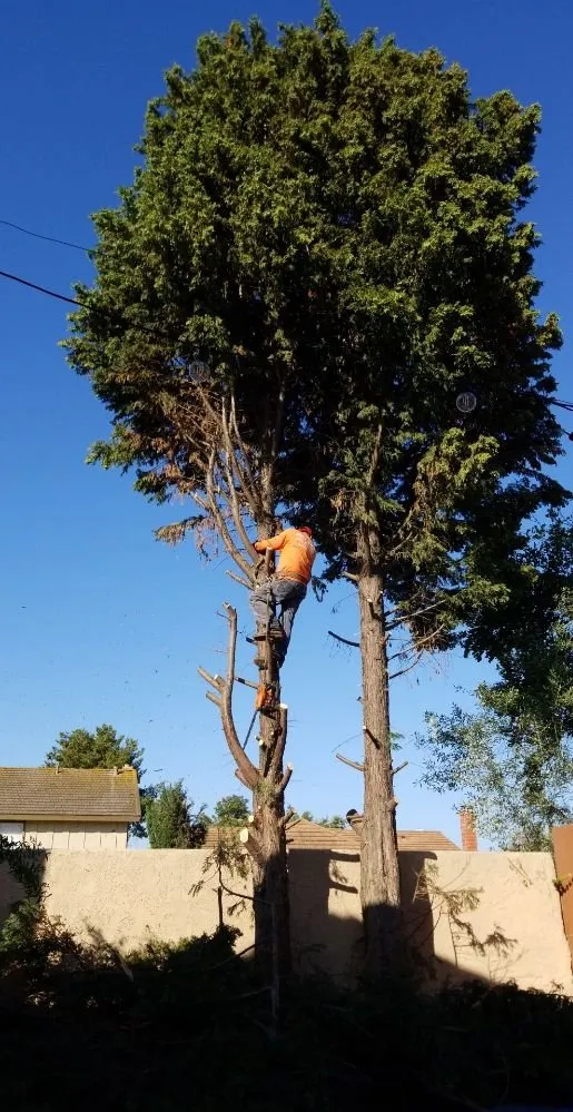 Local residential landscaping experts serving Santa Ana, CA - Orozco Special Landscape & Tree Service