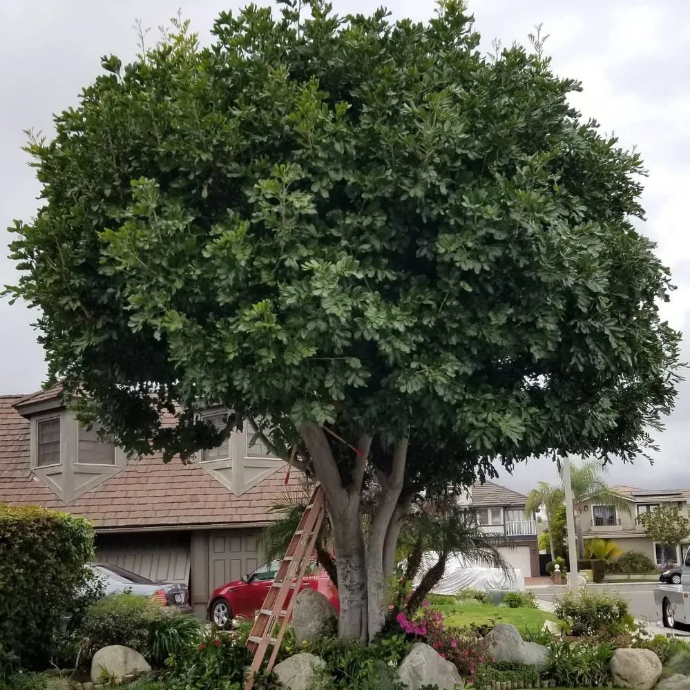 Expert lawn care service in Santa Ana, CA - Orozco Special Landscape & Tree Service