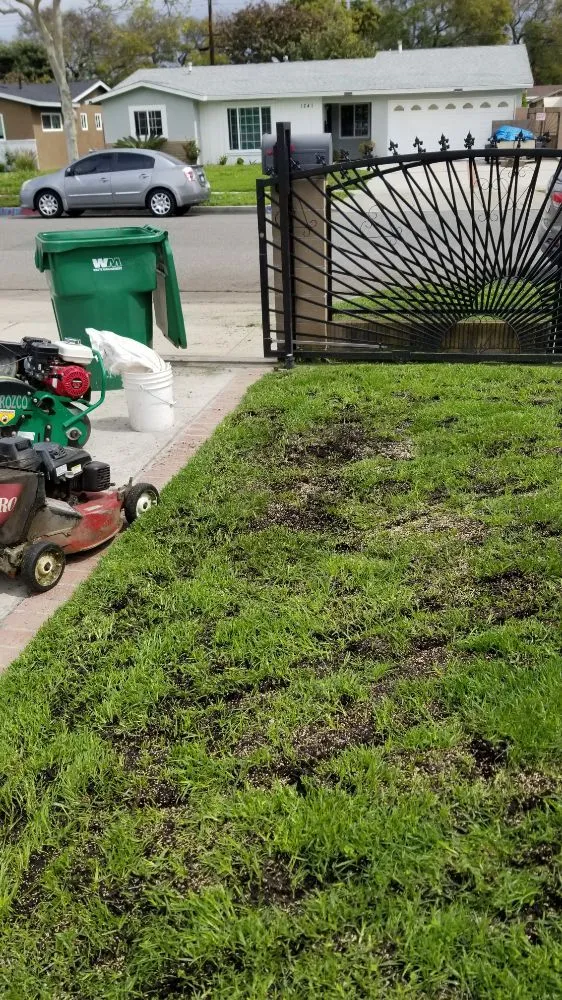 Expert yard cleanup service in Santa Ana, CA by Orozco Special Landscape & Tree Service