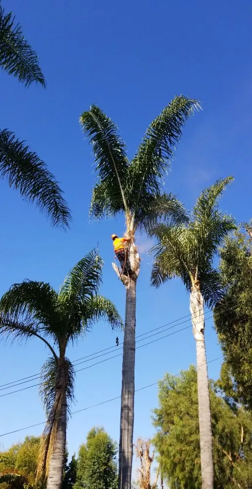 Custom yard cleanup service for residential properties in Santa Ana, CA by Orozco Special Landscape & Tree Service