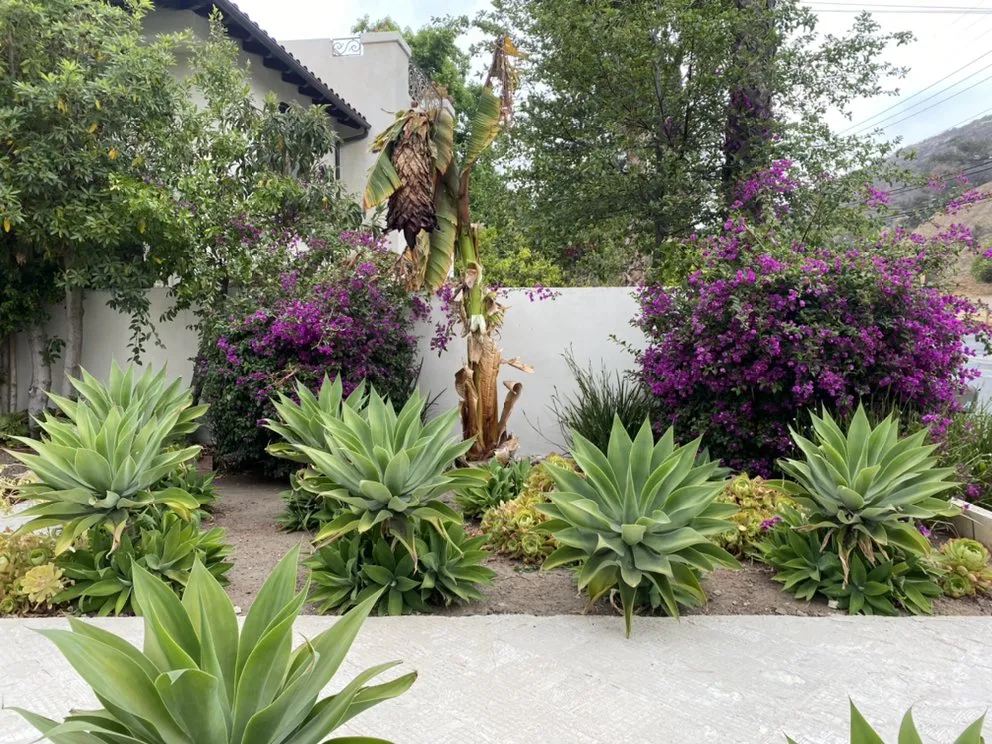 Affordable outdoor landscaping in San Fernando Valley, CA by Orozcos Landscaping