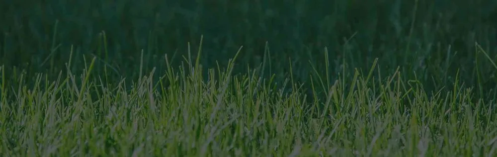 Custom residential landscaping in Orlando, FL by Orpa Homes Commercial Lawns Care And Maintenance