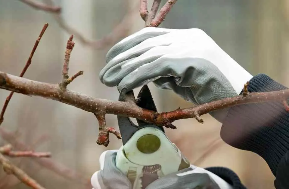 Top-rated garden landscaping for year-round maintenance across Orlando, FL - Orpa Homes Commercial Lawns Care And Maintenance