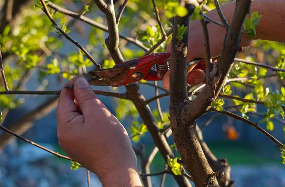 Reliable outdoor landscaping experts serving Orlando, FL - Orpa Homes Commercial Lawns Care And Maintenance